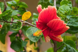 A simple leaf has a single, undivided blade. Why Do Hibiscus Leaves Turn Yellow Gardening Dream
