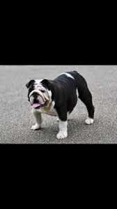 Because the bulldog was revived solely for the conformation venue, selective breeding. Diamond Creek Bulldogs English Bulldog Stud In Flint Michigan