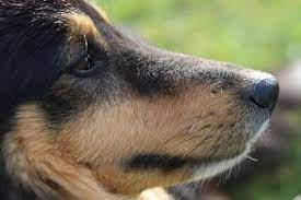 Why Do Dogs Have Whiskers Dog Whisker Functions