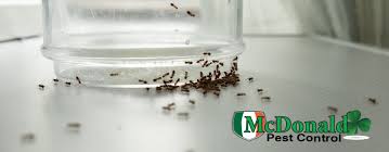 Tiny Ants Around My Kitchen Sink