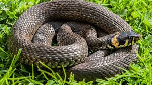 The barred grass snake, natrix helvetica, was split off as a separate species in 2017. Eine Ringelnatter Im Garten Bedeutet Gluck Weser Kurier