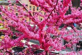 There's an ancient an ancient myth involving judas and an asiatic species of redbud, including its supposed effect on flower color. In Early Spring The Distinctive And Profuse Flowers Of Eastern Redbud Cercis Canadensis A Small Tree Native T Eastern Redbud Tree Redbud Tree Eastern Redbud