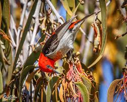 Image result for Actinanthella