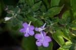 Image result for Barleria calophylloides