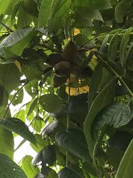 From almonds to walnuts, our nursery trees are high in both nutritional and monetary value. Pin On Trees Of Western Pa