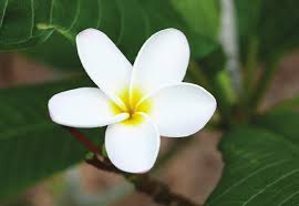 Image result for Aspilia mendoncae