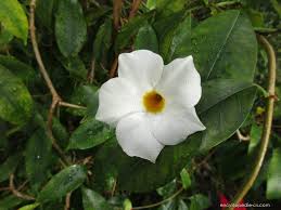 Image result for mandevilla obrázek