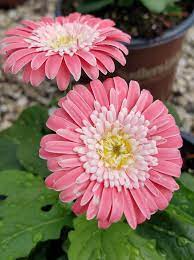 Pin On Great Plants From The Southern Living Plant Collection