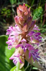 Image result for Satyrium sceptrum