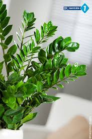 Gummibaum Pflege Funf Pflegeleichte Zimmerpflanzen Br De Pflanzen Hangende Pflanzen Zimmerpflanzen