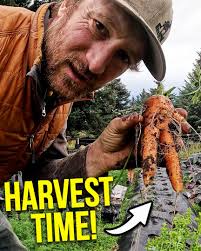 Join Eivin, Eve, and little Sparrow as we dig into one of our favorite  harvests of the year — the carrots Sparrow planted this spring! We’re  pulling up a beautiful crop and stashing it away for ...