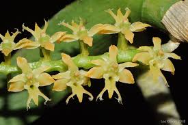 Image result for Tridactyle hurungweensis