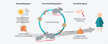 Infektionen mit dem hantavirus verlaufen oft ohne symptome, können aber auch grippeähnliche beschwerden. Hantavirus Erkrankung Ansteckung Symptome Therapie Gesund Bund De