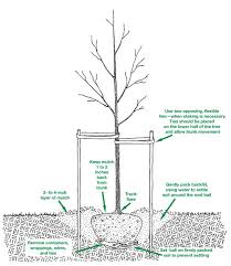 Tree plantation means planting tree in large number. Fall Is For Tree Planting And The More We Plant The Better Small Footprint Family