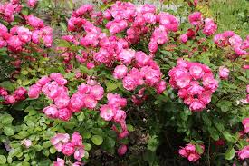 Der richtige zeitpunkt ist gekommen,. Rosen Schneiden Wann Erfolgt Der Rosenschnitt Im Herbst Anleitung