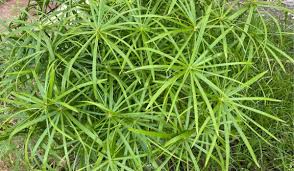 Image result for Cyperus tenax