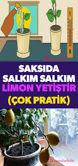 Limon dikilen bir limon fidanından meyve alma süreniz veya ağacında verime oturma süresi limon fidanı üretilirken kullanılan anaca göre değişebilir. Evde Saksida Limon Yetistirmenin Puf Noktalari Saksi Organik Bahcecilik Dogal Saglik
