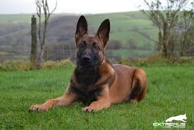 Find belgian malinois puppies and breeders in your area and helpful belgian malinois information. Extremus Belgian And Dutch Shepherd Dogs Belgian Malinois And Dutch Shepherd Breeders Uk