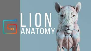 Long bone anatomy by mcscole. Artstation Lion Anatomy Maria Panfilova
