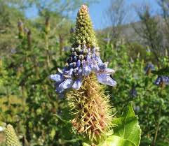 Image result for Pycnostachys coerulea