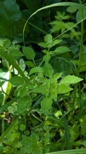 Image result for Physalis lagascae