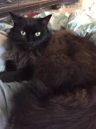 Black And White Cat With Orange Eyes My Cat Bryn Fluffy Black Cat Cute Cats And Kittens Pretty Cats