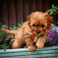 Bertie The Cavapoo On His First Day With Us Exploring The Flowerbed 8 Weeks Old Cavapoo Poodle Mix Cavadoodle