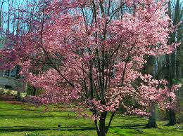Okame flowering cherry growth rate. This Tree Is One Of The Season S First To Flower George Weigel S Plant Pick Of The Week Pennlive Com