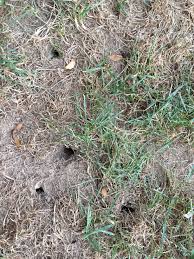 These often include insects and small mammals, such as mice and rats as well as smaller reptiles. Holes In Backyard 418320 Ask Extension