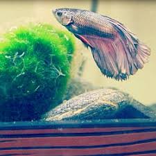 The siamese fighting fish (betta splendens), also known as the betta, is a freshwater fish native to thailand (formerly siam) and present in neighboring cambodia, laos, malaysia, and vietnam. Fighter Fish Breeding Tank Vang Bettas