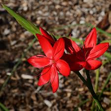 Image result for Hesperantha