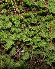 Image result for Hymenophyllum tunbridgense