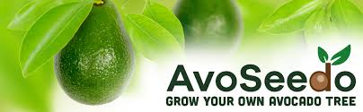 Avoseedo is a small plastic bowl that features an indentation with a hole in it. Amazon Com Avoseedo Bowl Grown Your Own Avocado Tree Evergreen Perfect Avocado Tree Growing Kit For Every Avocado Lover 3 Pack All Green Garden Outdoor