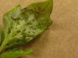 Image result for tomato seedling pseudomonas syringae pv tomato symptoms