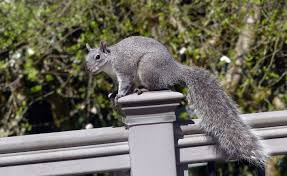 How Do You Tell California Squirrels Apart Bay Nature