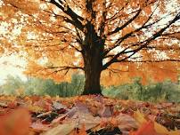 Barbarian Night: Fall Equinox Celebration!