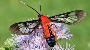 Maybe you would like to learn more about one of these? Scarlet Bodied Wasp Moth Youtube