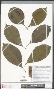 Image result for Petersianthus macrocarpus