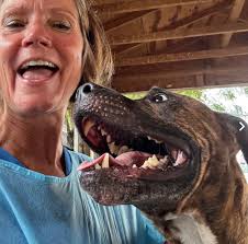 Tears Over Heartbreaking Reason Owner Refuses to Wipe Off Dog's Nose Prints 