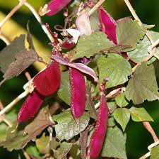 Image result for Dolichos