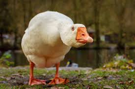 Gambar bebek itik dan angsa. Wallpaper Hewan Rumput Bebek Paruh Ternak Fauna 1920x1280 Px Unggas Air Burung Air Itik Angsa Dan Angsa Organisme Daging Unggas 1920x1280 Wallpaperup 836388 Hd Wallpapers Wallhere