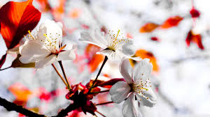 Here are only the best japanese scenery wallpapers. Spring Free Download Hd Desktop Wallpaper Backgrounds Images Page 2