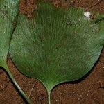 Image result for Antrophyum mannianum