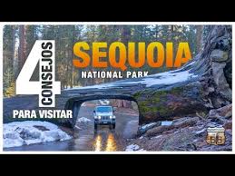 Sequoia National Park Donde Ver Secuoyas Gigantes En California