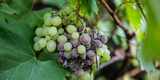 Image result for Botrytis cinerea