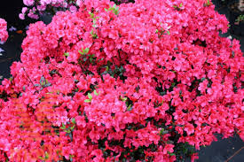 Rhododendron Maruschka Vrtni Center Moga