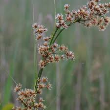 Image result for Cladium mariscus