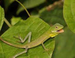 Mari perhatikan cara perkembangbiakan hewan yang dapat menambah wawasan kita semua dalam dunia fauna yang sangat menarik dan luas. 20 Hewan Pemakan Serangga Yang Perlu Dikenali Arenahewan Com