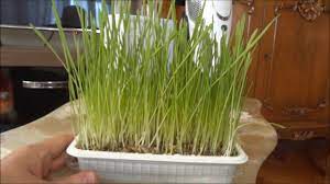 Kedi çimi, böcek ilacı ile. Euro Gold Kedi Cimi Kutu Acilimi Ve Buyumesi Cat Grass Youtube