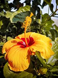 Image result for Hibiscus fuscus